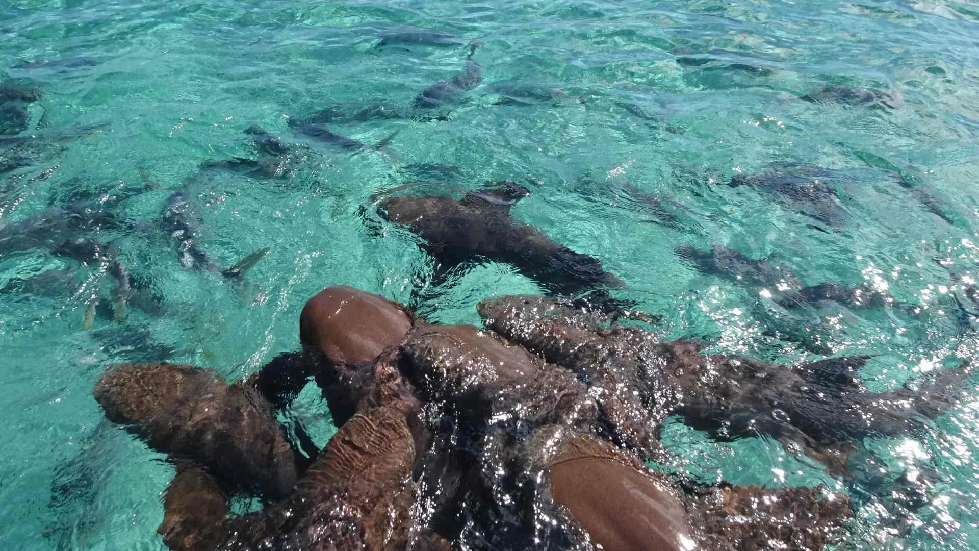 Belize sharks